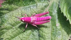 Rosemarie Maliha gelang diese außergewöhnliche Aufnahme eines äußerst seltenen rosa Grashüfers im Villacher Stadtteil St. Georgen