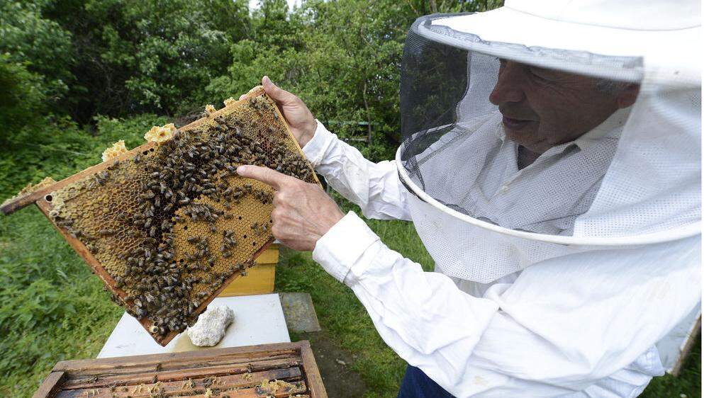Die neue gesetzliche Grundlage der Bienenzucht und -haltung in der Steiermark lässt auf sich warten