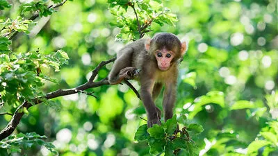 Bis zu zehn Babys werden heuer am Affenberg erwartet. Bis diese so flott klettern können, wird es allerdings noch etwas dauern (Archivfoto)