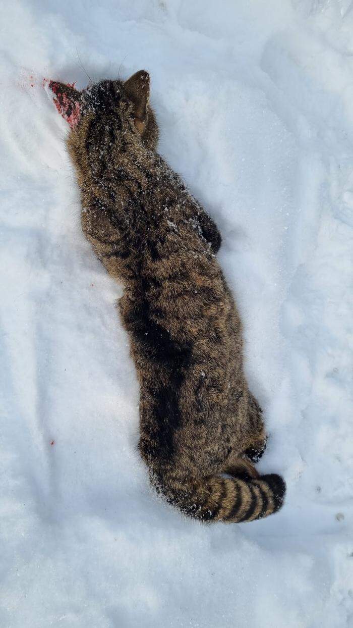 Auf den ersten Blick scheint es sich um eine gewöhnliche Hauskatze zu handeln. Der Expertenblick lässt aber darauf schließen, dass es sich beim angefahrenen Tier im Hochpustertal um eine Europäische Wildkatze handelt – es wäre dies der erste Nachweis in Südtirol