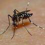 Das Dengue-Virus wird von der Aedes-Stechmücke verbreitet