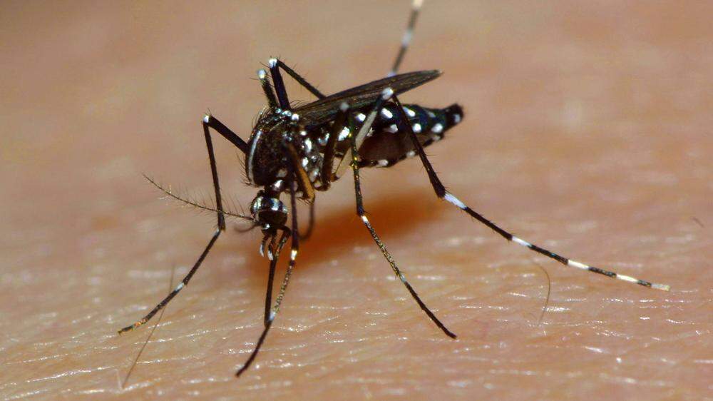 Das Dengue-Virus wird von der Aedes-Stechmücke verbreitet