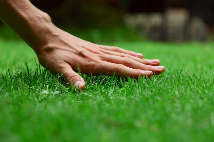 Was tun gegen Schimmelflecken im Rasen?