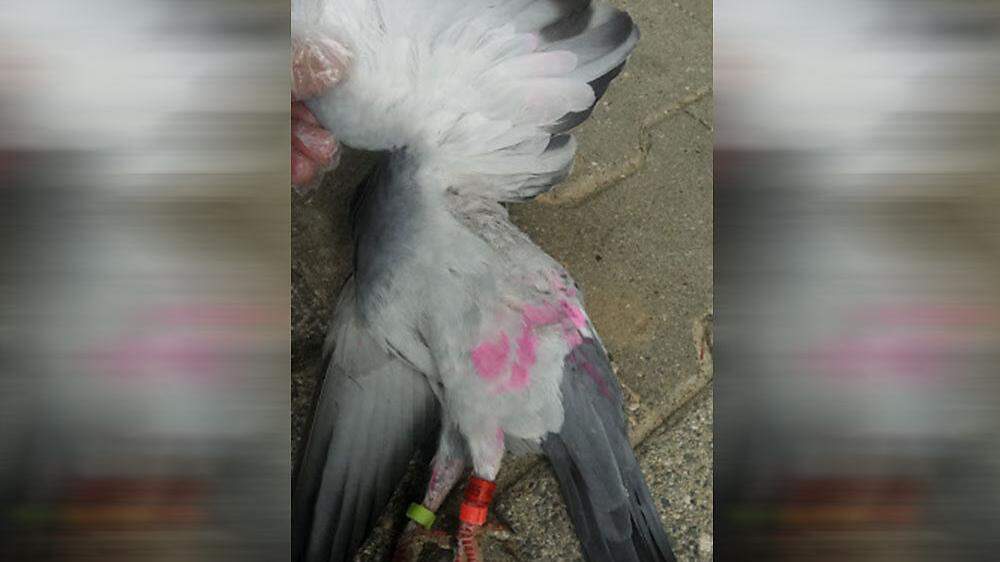 Die Taube wurde vergiftet und eingefärbt 