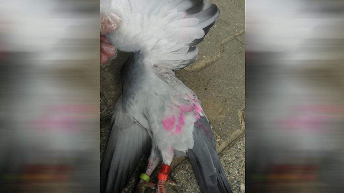 Die Taube wurde vergiftet und eingefärbt 