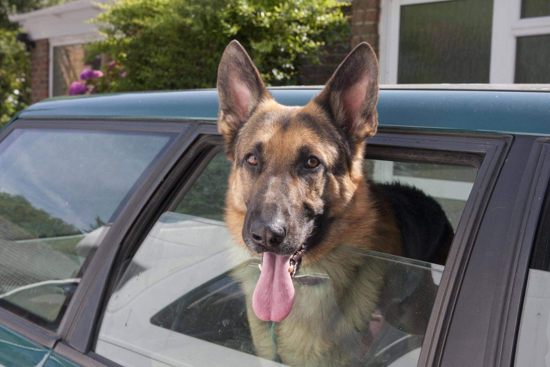 Hitze: Schäferhunde erstickten qualvoll in Autohänger