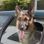 Haushund, Deutscher Schäferhund, mit Kopf aus dem Autofenster, keuchend, England, August *** domestic dog, German shepherd, with head out of car window, panting, England, August Copyright: imageBROKER/FLPAx/xAngelaxHampton iblhoj05581126.jpg Bitte beachten Sie die gesetzlichen Bestimmungen des deutschen Urheberrechtes hinsichtlich der Namensnennung des Fotografen im direkten Umfeld der Veröffentlichung