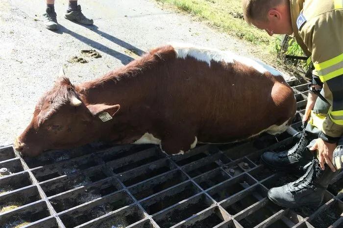 Diese Kuh blieb in einer Viehsperre in Kaprun stecken - bis die Feuerwehr das Rind wieder befreien konnte.