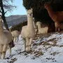 18 Alpakas stehen im verschneiten Gehege in Kindberg