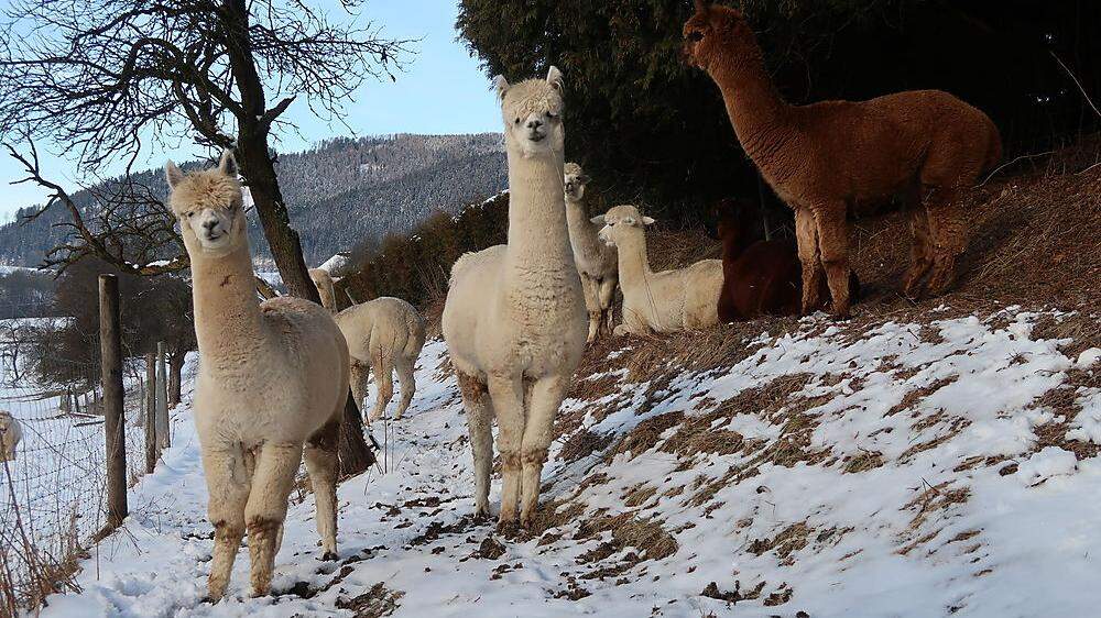 18 Alpakas stehen im verschneiten Gehege in Kindberg