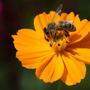 Die Carnica Biene ist grau-braun mit lederbraunen Ringen und zeichnet sich durch Sanftmütigkeit und Fleiß aus