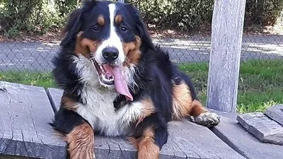Ein Berner Sennenhund (Symbolfoto) wurde vom Jäger erschossen