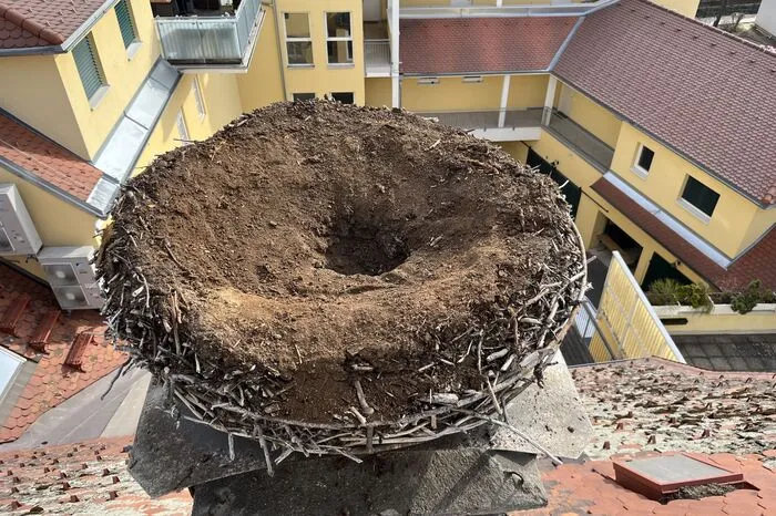 Das Nest nach dem Entfernen des Mistes.