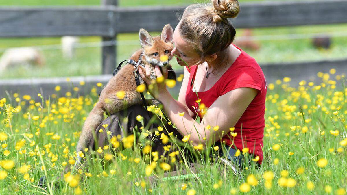 Elternloses Fuchsbaby lief Familie zu 