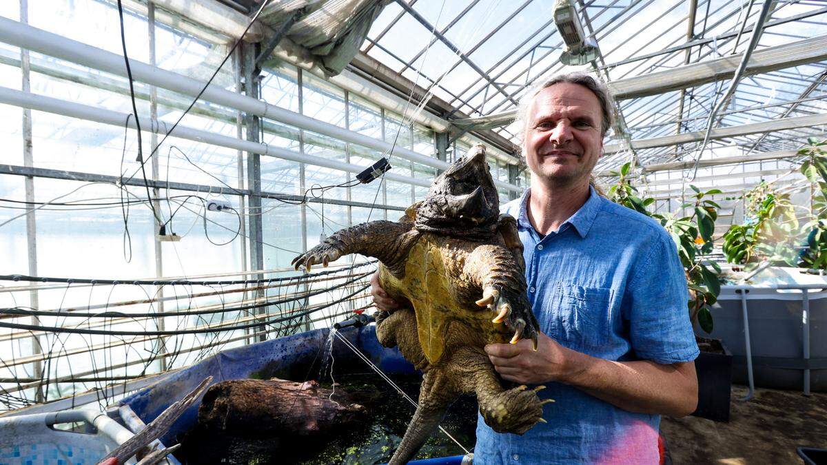 Peter Praschag mit einer Geierschildkröte, die am Bodensee ausgesetzt wurde und letztendlich bei &quot;Turtle Island&quot; landete