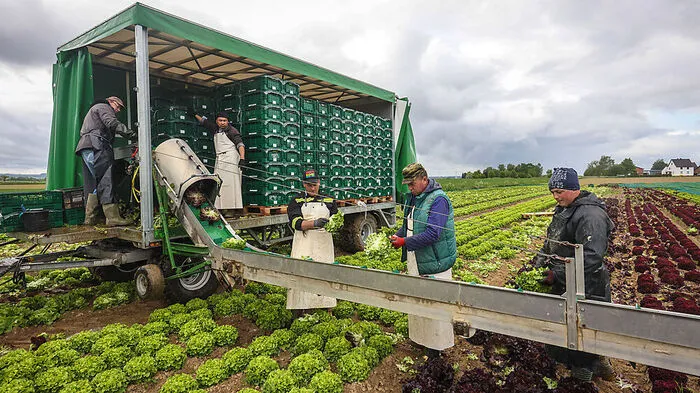 Tausende Erntehelfer aus der Ukraine waren in den vergangenen Jahren in Österreich im Einsatz