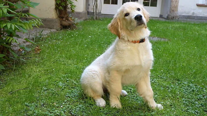 Hündin „Bailey Shiva Soul’s“ nimmt in der Welpenklasse teil
