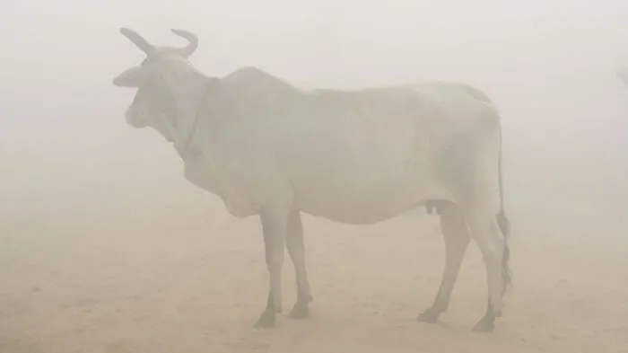 Rinder gelten der hinduistischen Mehrheit in Indien als heilig