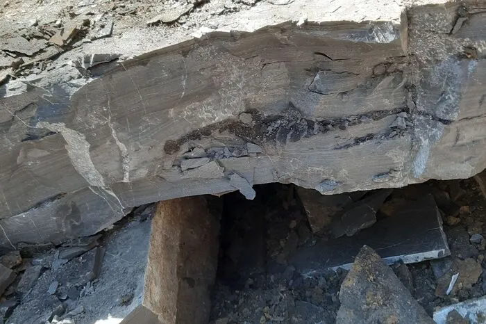 Im Gelände sind es oft unscheinbare Strukturen, die den entscheidenden Hinweis liefern, wo sich ein interessantes Fundstück befindet. Hier ist das Fossil schon offensichtlicher erkennbar.