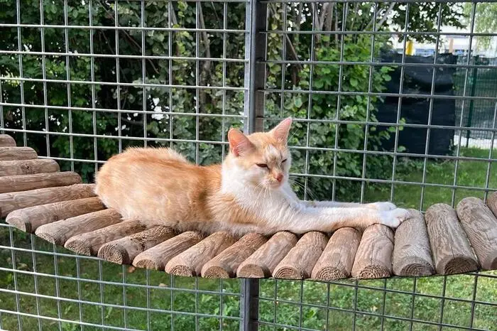 Neben ausgewachsenen Katzen ...
