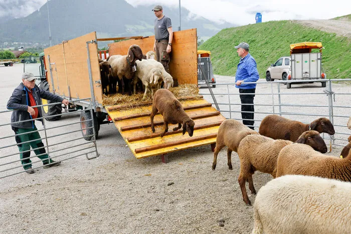 Am heutigen Mittwoch hat die Alm-Sommerfrische für sie begonnen