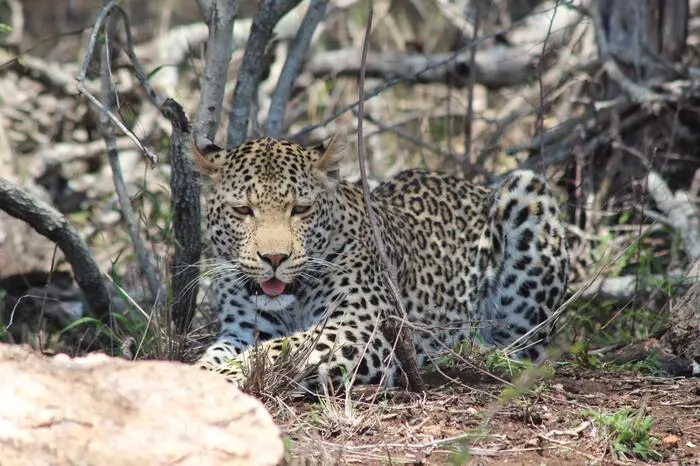 Die Chancen, die berühmten Big 5 (Leopard, Löwe, Elefant, Nashorn, Büffel) zu sehen, stehen im Kruger gut. Man geht im eigenen Auto oder geführt in einem Safariwagen auf Pirschfahrt, auch Buschwanderungen mit Rangern sind möglich. Knapp 20 staatliche Rastlager sowie einige private Lodges ermöglichen die Übernachtung direkt im Nationalpark.