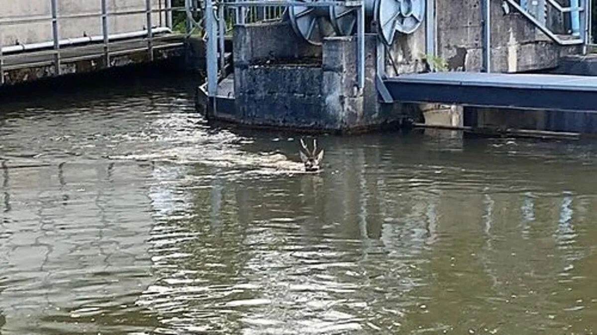 Das Reh konnte unverletzt gerettet werden