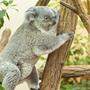 Das Koala-Weibchen &quot;Bunji&quot; lebt seit 2018 in Schönbrunn