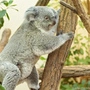 Das Koala-Weibchen "Bunji" lebt seit 2018 in Schönbrunn