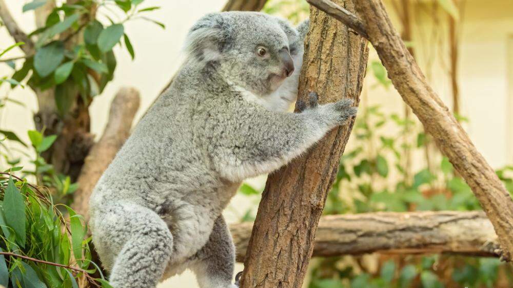 Das Koala-Weibchen &quot;Bunji&quot; lebt seit 2018 in Schönbrunn
