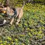 Hund Mojo hatte am Montag mit den Frühlingsblumen schon seine Freude