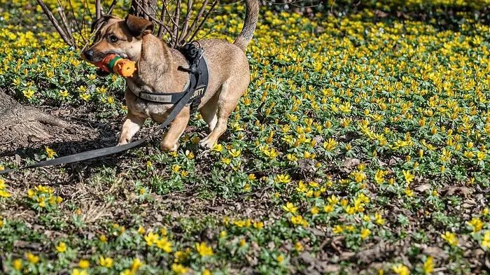 Hund Mojo hatte am Montag mit den Frühlingsblumen schon seine Freude