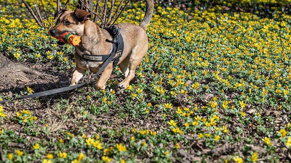 Hund Mojo hatte am Montag mit den Frühlingsblumen schon seine Freude