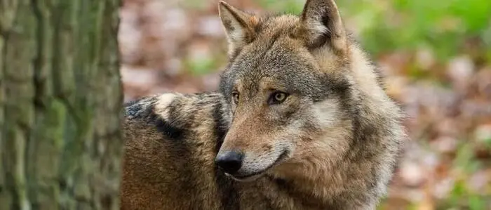 Ein Drittel des Tiroler Wolfsbestandes abgeschossen: WWF kritisiert Management des Landes scharf