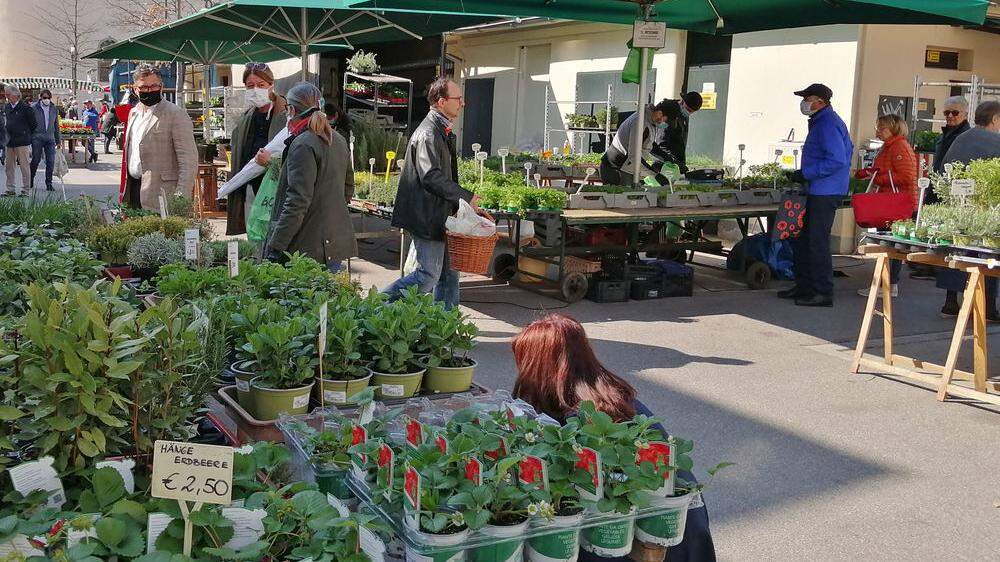  Die Gärtnereien bieten ihre Waren ab sofort wieder täglich auf dem Benediktinermarkt in Klagenfurt an