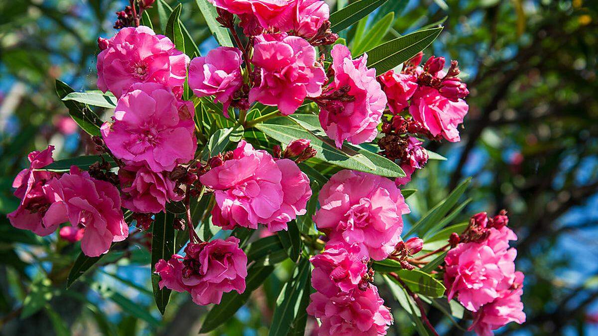 Was hilft, wenn die Triebe des Oleanders sich nicht frisch anfühlen?