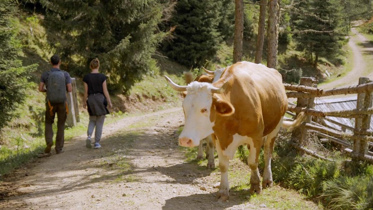 Sollen Forststraßen nun auch für Mountainbiker geöffnet werden?