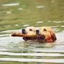 Two golden retrievers dogs are swimming with stick.