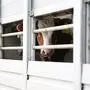Rind schaut durch die Gitterstäbe eines Viehtransporters