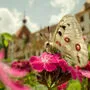 Der Apollofalter, Protagonist des Pausenfilms vor dem Schloss Eggenberg, das seit 2010 Teil der UNESCO-Welterbestätte "Stadt Graz-Historisches Zentrum und Schloss Eggenberg" (eingeschrieben 1999) ist 