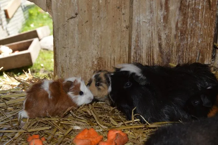 Auch die frisch geschlüpften Meerschweinchenbabys lässt der Trubel kalt, gemütlich schmiegen sie sich an ihre Eltern und wechseln in gewohntem Rhythmus zwischen Fressen und Schlafen.