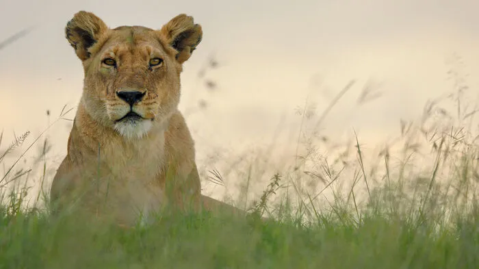 Im dritten Teil von "Dynasties - Der Clan der Tiere" steht am Dienstag (ORF 2, 20.15 Uhr) Löwin Charm im Mittelpunkt. Sie kämpft um ihr zehnköpfiges Rudel.