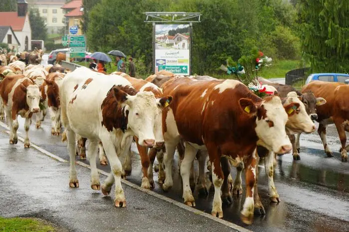 So fand der 31. Gaaler Almabtrieb auch dieses Jahr am ersten Septemberwochenende statt.