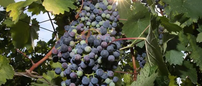 Weintrauben auf Weinstock