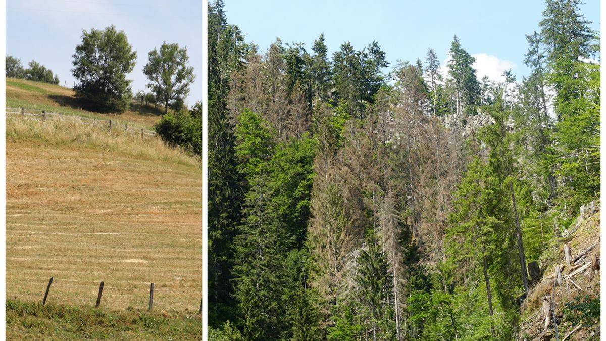 Bei den Futterflächen sind Südhänge besonders betroffen. Unwetter und Borkenkäfer ziehen Wälder im Lesachtal (Foto) und ganz Oberkärnten stark in Mitleidenschaft