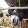 Dass zwei Esel einer Farm zugleich gebären, ist eine wahre Sensation