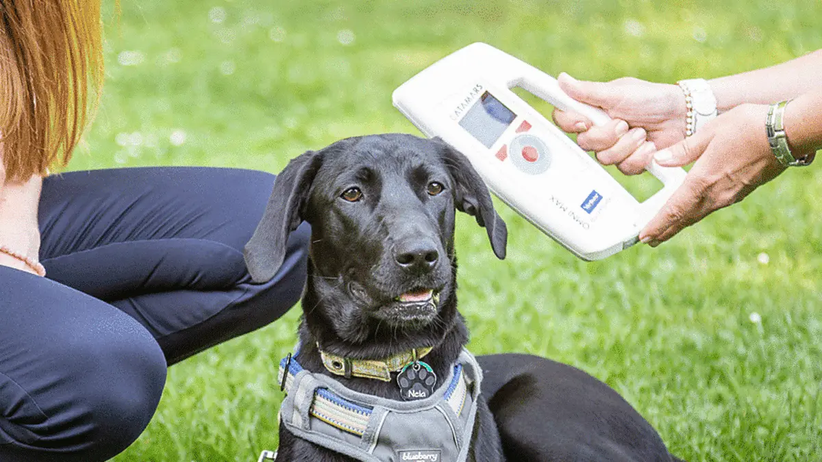 Im Stadtgebiet müssen Hunde angeleint und gechipt sein