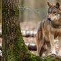 Der Wolf ist für den Almbetrieb laut Landwirtschaftskammer-Sprecher Wilfried Pesentheiner &quot;das Feindbild Nummer Eins&quot;