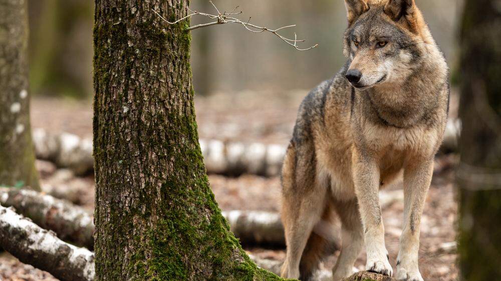 Der Wolf ist für den Almbetrieb laut Landwirtschaftskammer-Sprecher Wilfried Pesentheiner &quot;das Feindbild Nummer Eins&quot;