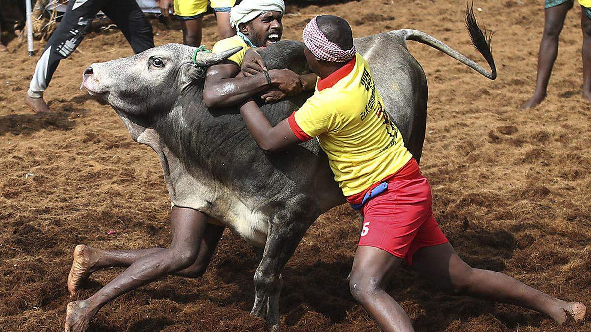 &quot;Jallikattu&quot;: Was Inder unter anderem unter Tradition verstehen